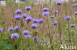 Blauwe knoop (Succisa pratensis) 