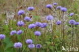 Blauwe knoop (Succisa pratensis) 