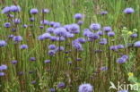 Devil s-bit Scabious (Succisa pratensis)