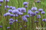 Devil s-bit Scabious (Succisa pratensis)