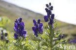 European Monkshood (Aconitum napellus)