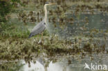 Grey Heron (Ardea cinerea)