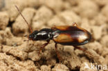 Bleek Priempje (Bembidion femoratum)