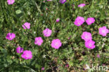 Bloedooievaarsbek (Geranium sanguineum)