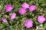 Bloedooievaarsbek (Geranium sanguineum)