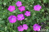 Bloedooievaarsbek (Geranium sanguineum)