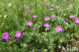 Bloedooievaarsbek (Geranium sanguineum)