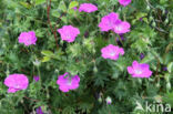 Bloedooievaarsbek (Geranium sanguineum)