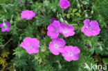 Bloedooievaarsbek (Geranium sanguineum)