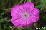 Bloody Crane s-bill (Geranium sanguineum)