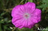 Bloedooievaarsbek (Geranium sanguineum)