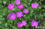 Bloedooievaarsbek (Geranium sanguineum)