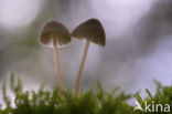 bonnet (Mycena spec.)