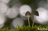 bonnet (Mycena spec.)