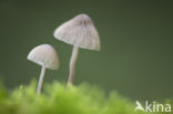 bonnet (Mycena spec.)