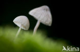 bonnet (Mycena spec.)