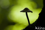 bonnet (Mycena spec.)