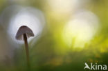 bonnet (Mycena spec.)