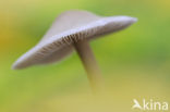 bonnet (Mycena spec.)