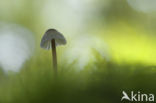 bonnet (Mycena spec.)