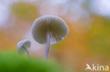 bonnet (Mycena spec.)