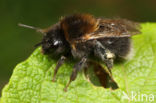 Boomhommel (Bombus hypnorum)