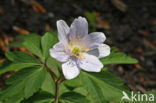 Wood Anemone (Anemone nemorosa)