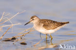 Wood Sandpiper (Tringa glareola)