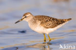 Wood Sandpiper (Tringa glareola)