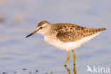 Wood Sandpiper (Tringa glareola)