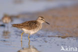 Wood Sandpiper (Tringa glareola)