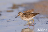 Wood Sandpiper (Tringa glareola)