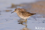 Wood Sandpiper (Tringa glareola)