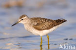 Wood Sandpiper (Tringa glareola)