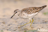 Wood Sandpiper (Tringa glareola)