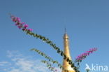 Bougainville (Bougainvillea)