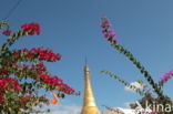 Bougainville (Bougainvillea)