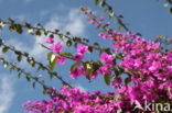 Bougainville (Bougainvillea)