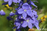 broadleaf speedwell (Veronica austriaca ssp. teucrium)