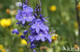 broadleaf speedwell (Veronica austriaca ssp. teucrium)