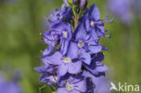 Brede ereprijs  (Veronica austriaca ssp. teucrium) 