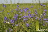 broadleaf speedwell (Veronica austriaca ssp. teucrium)