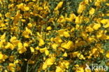 Broom (Cytisus scoparius)