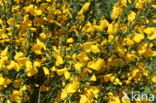 Brem (Cytisus scoparius)