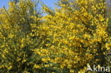 Broom (Cytisus scoparius)