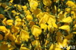 Broom (Cytisus scoparius)