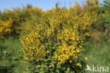 Broom (Cytisus scoparius)