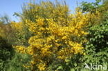 Broom (Cytisus scoparius)