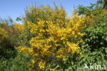 Broom (Cytisus scoparius)