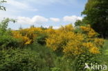Broom (Cytisus scoparius)